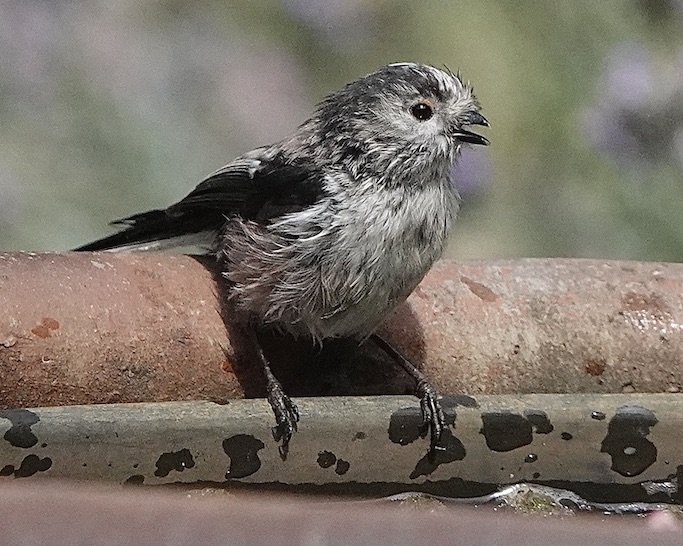 long-tailed tit